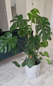 Monstera 3 měsíce ošetřování s ESCUBE